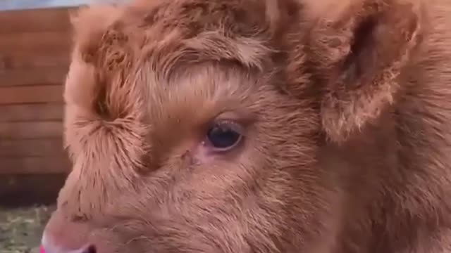 cute funny baby highland cow.