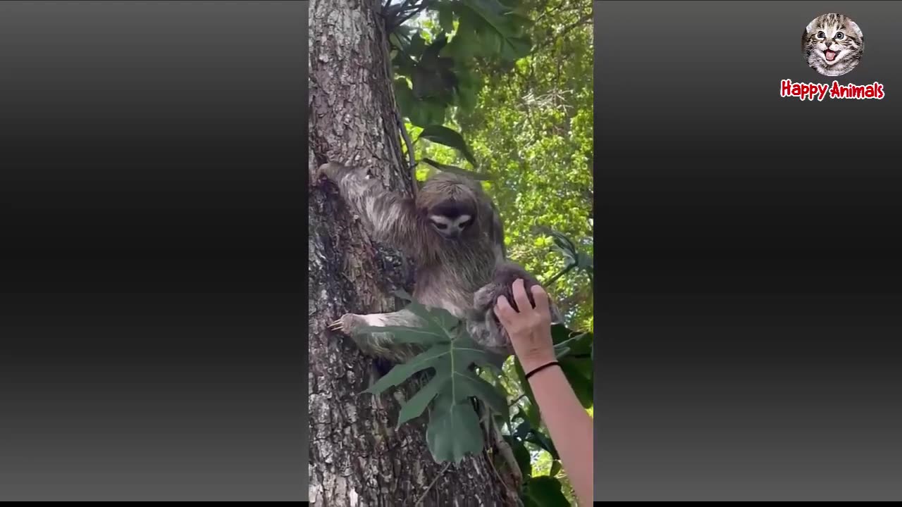 Funny animals