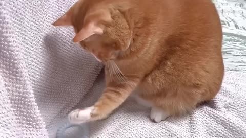 #105 Funniest Cats And Dogs videos 🐶🐱 #funny #animals #cuteanimals