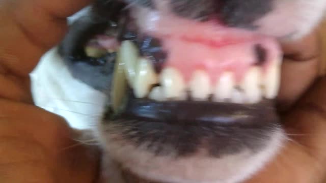 Les dents du chien sont cleans🤣🤣🤣🙄🙄🙄😳