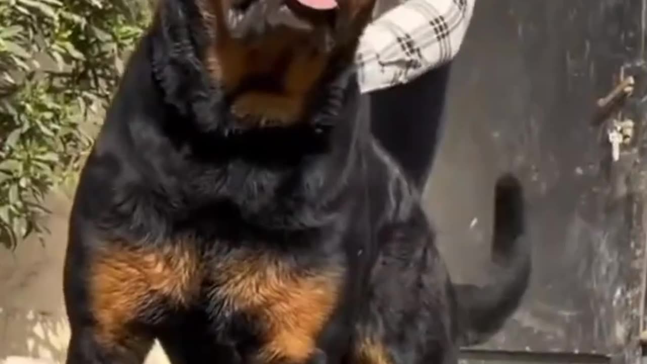 Best knowledge about dog