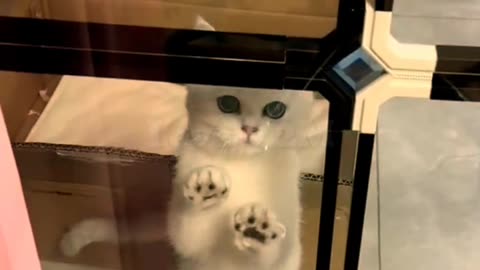 The cat in the glass #kitty #funnyshorts #cute