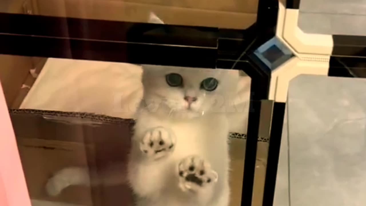 The cat in the glass #kitty #funnyshorts #cute