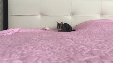 Kitten stealthy movement