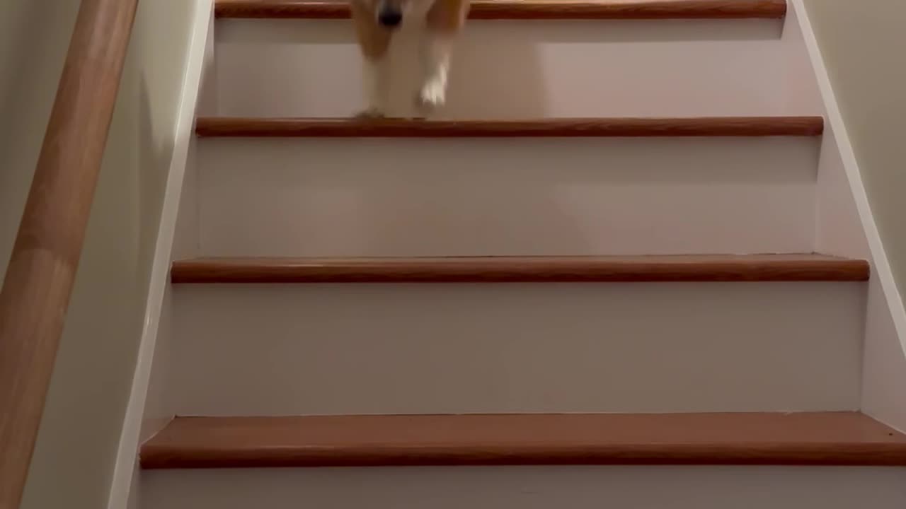 Corgi Hops Down Stairs