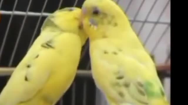 Birds Kissing