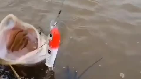 This is a beautiful and charming water-dwelling species