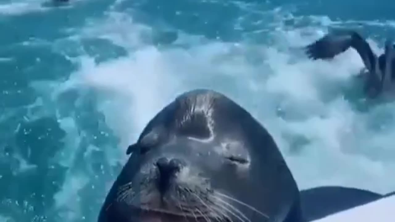 The sweetest surprise while ice fishing (how cute is that nose!π)π¦β£ 3. Hugeeee splash! π³ .