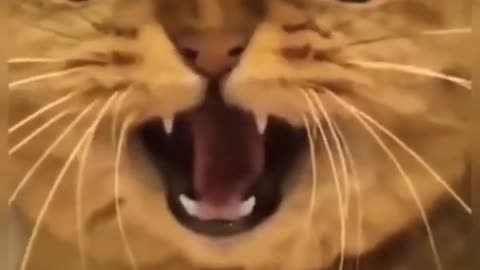 Funny cat video