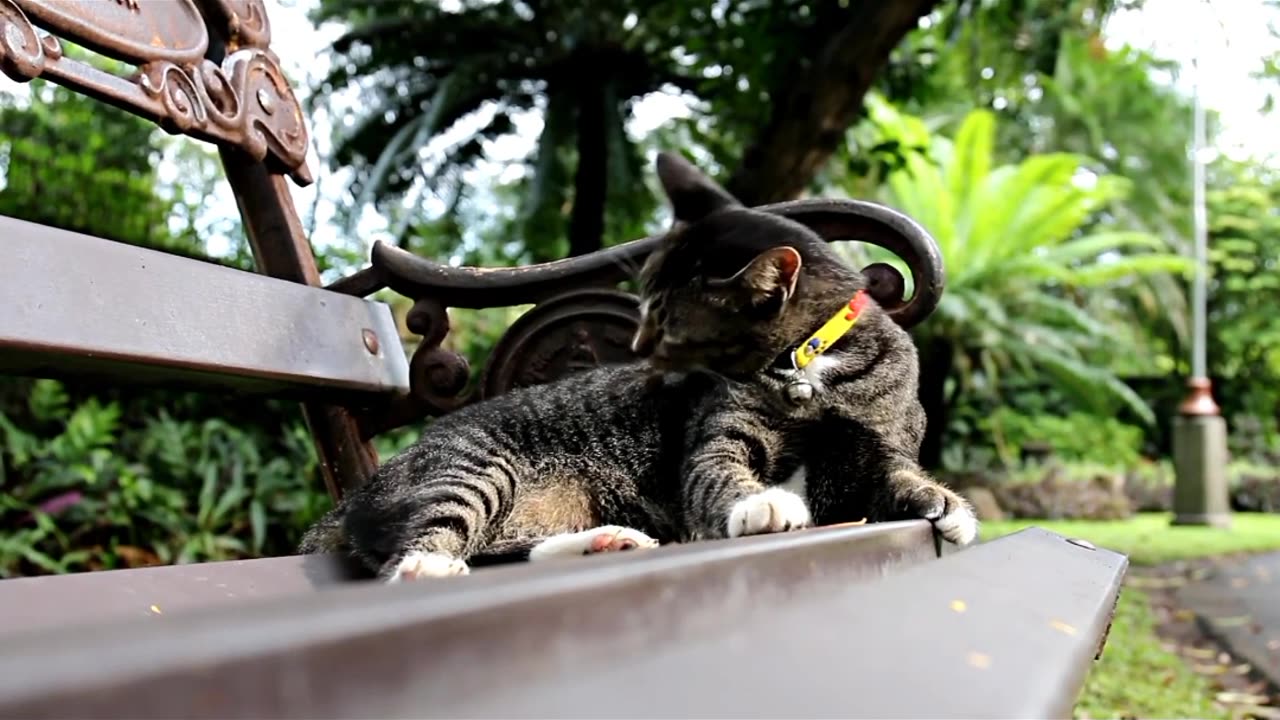 Cute Cates Vide / Meow Moments