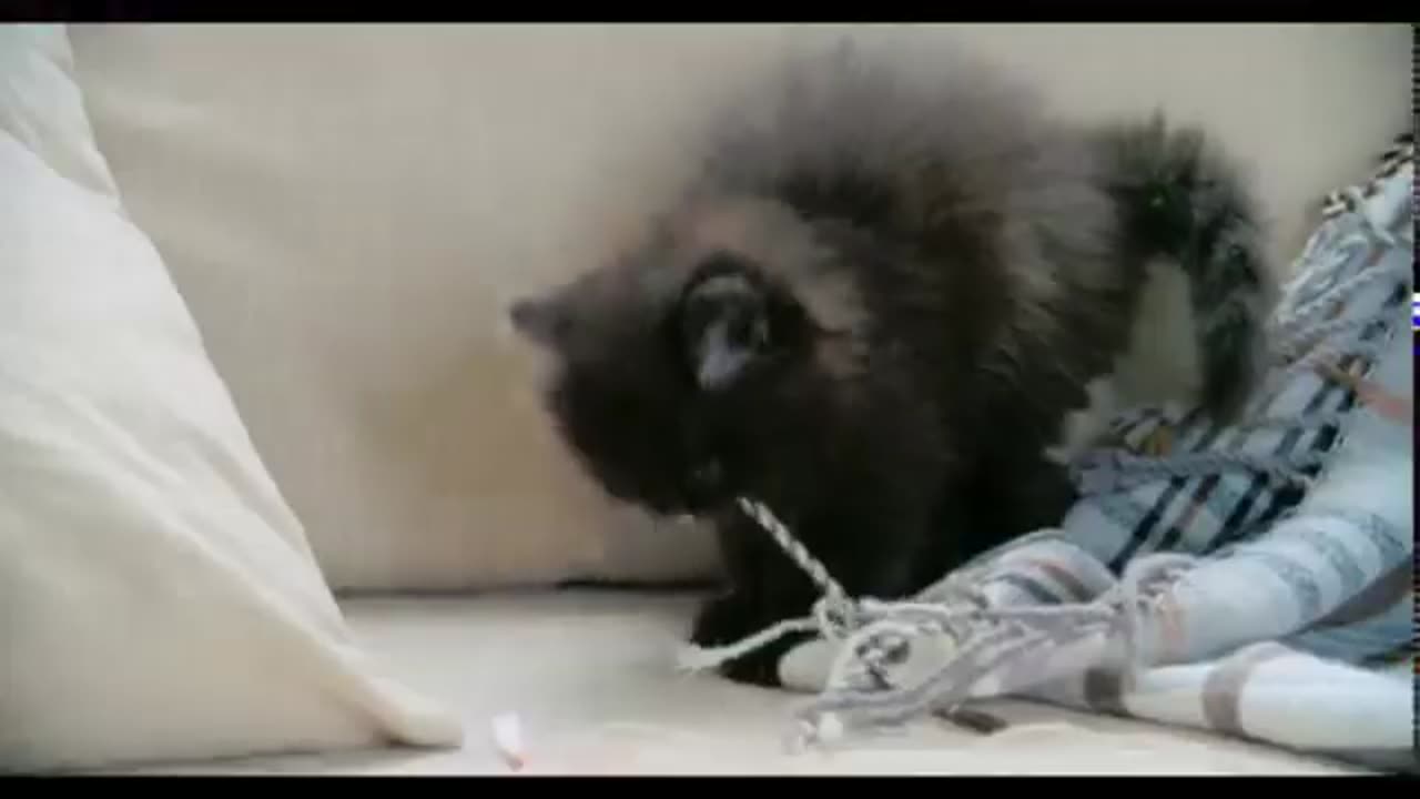 Funniest dogs and cats video