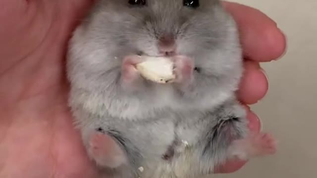 cutehamster