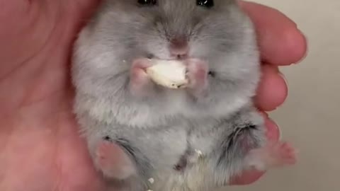 cutehamster