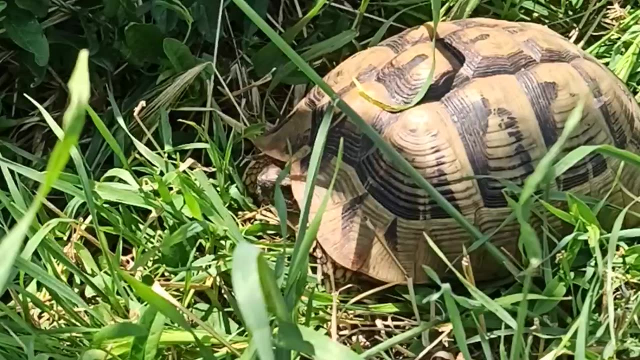 Meeting With A Turtle
