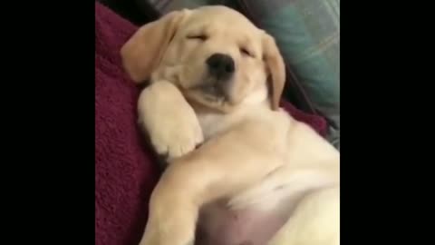 The dog sleep very cute and beautiful 😍