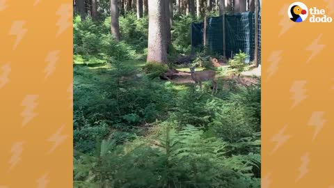 Rescue Deer Have Such A 'Bromance' | The Dodo Little But Fierce