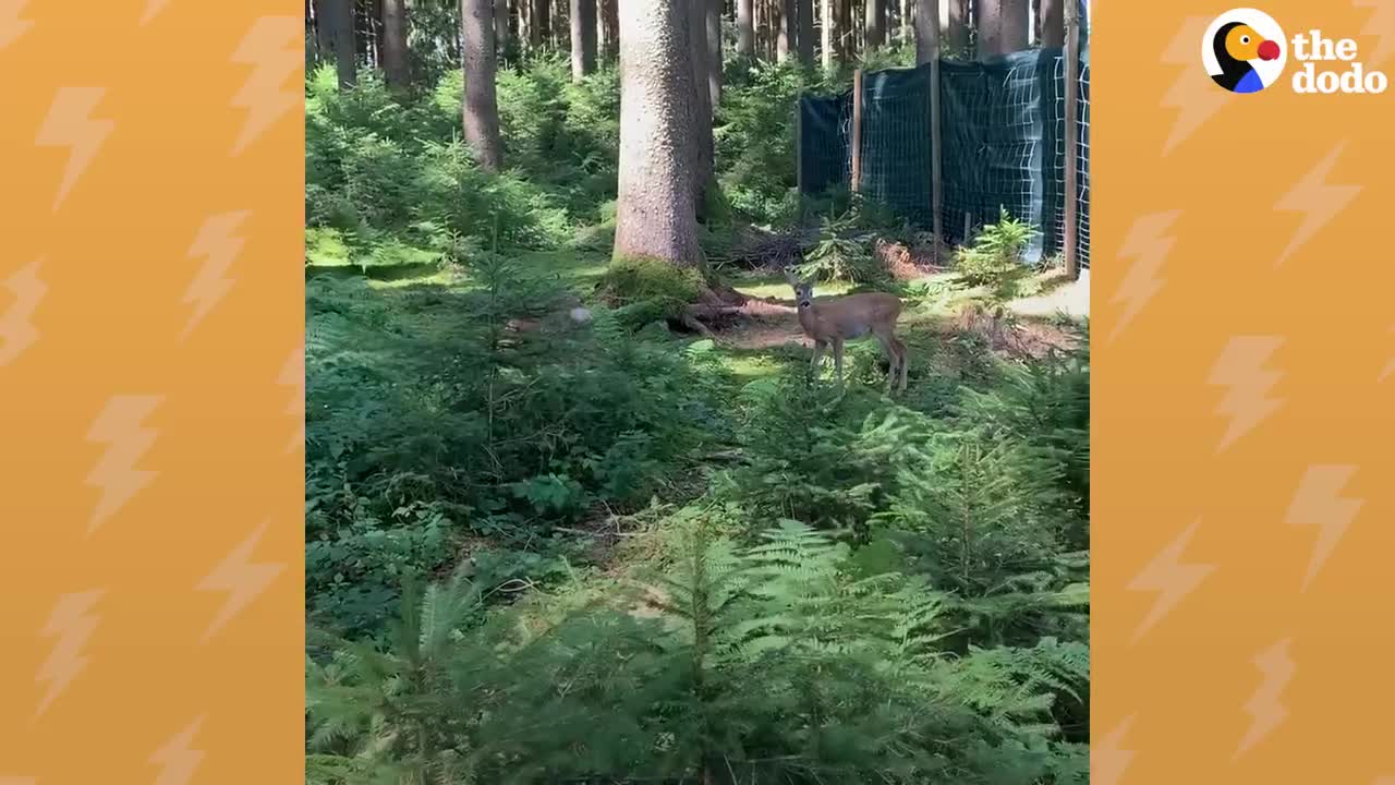 Rescue Deer Have Such A 'Bromance' | The Dodo Little But Fierce