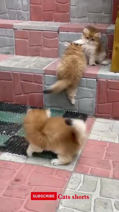 cats #funny #instacat #catlover #catoftheday #catlovers #cats#shorts