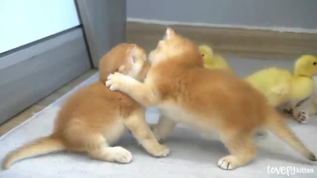 4 Tiny kittens and 3 little ducks || A Funny Time