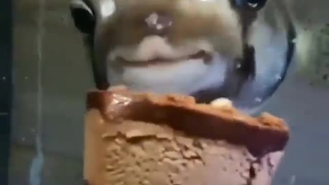 This is a beautiful and charming water-dwelling species