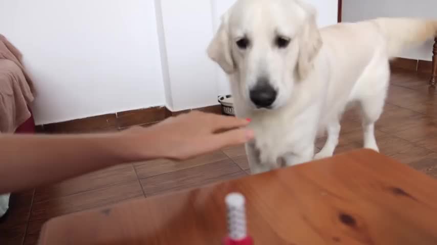 Funny Dog Don't Like Nail Polish Golden Retriever Bailey