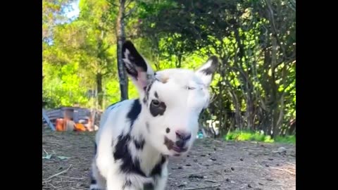 The little lambs calling their mothers #babyanimals.