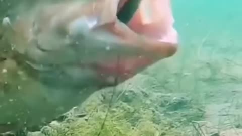 Fish Video