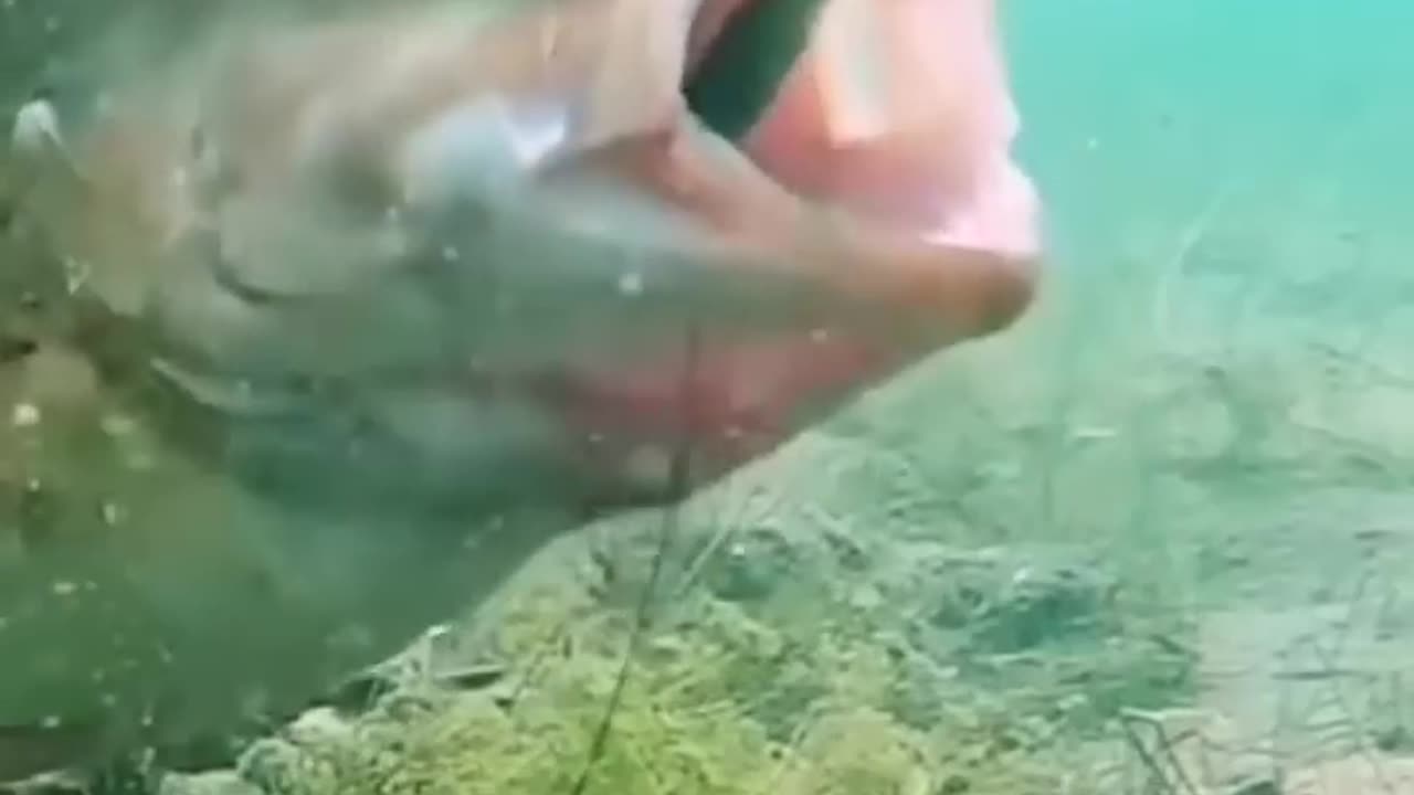 Fish Video