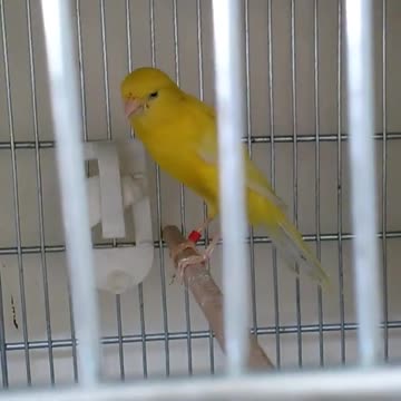 Singing a pair of canaries in the cage