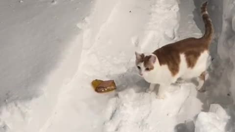 Kitty unsure of how to deal with the fluffy white stuff