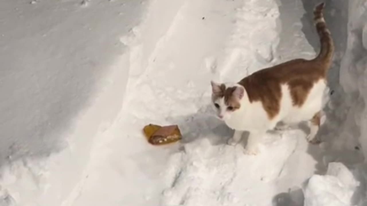 Kitty unsure of how to deal with the fluffy white stuff