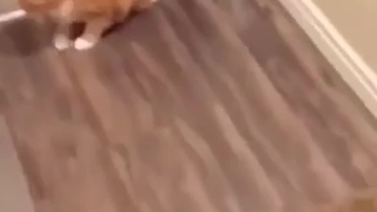 CATS ALERT