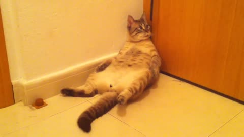 Drunk cats ( just don't mess with the animals. )