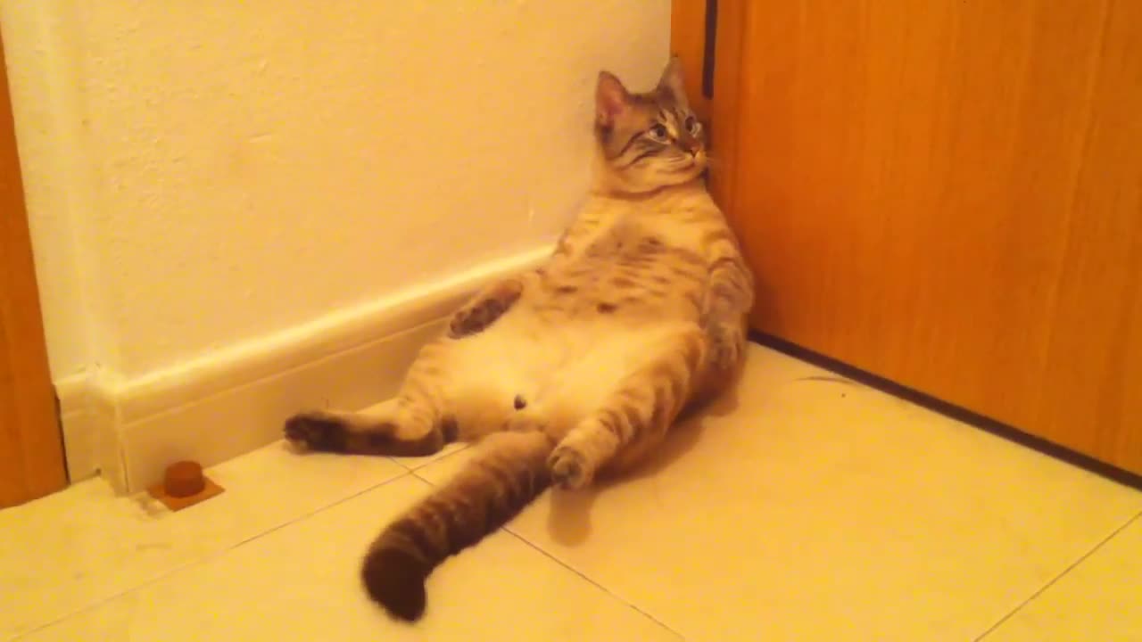 Drunk cats ( just don't mess with the animals. )