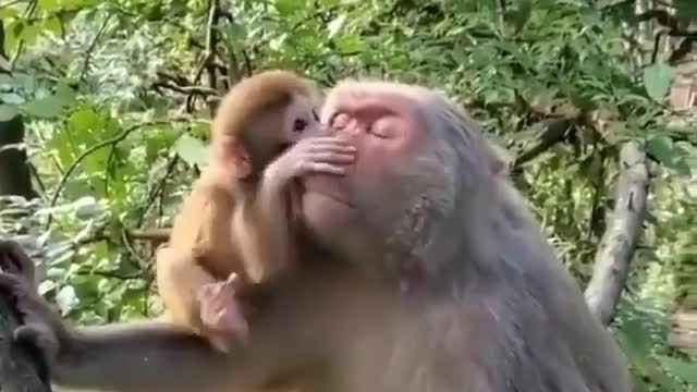 A very nice clip of a monkey and his mother mother's love