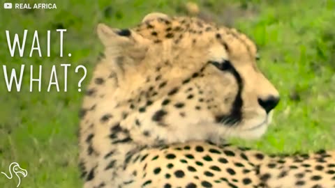Animals Noises So Weird They Don't Sound Real | The Dodo