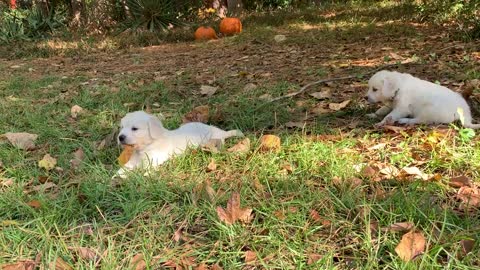 Louie (light blue) and Thunder (dark blue) (1)