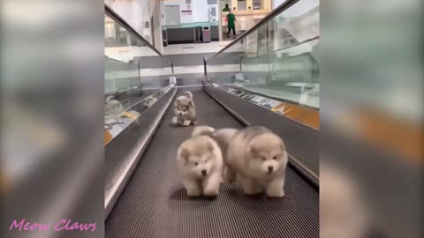 Baby Alaskan Malamute Cutest Compilations