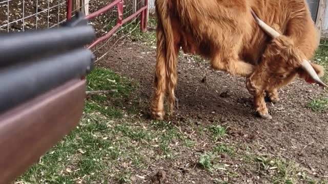 Dart cow