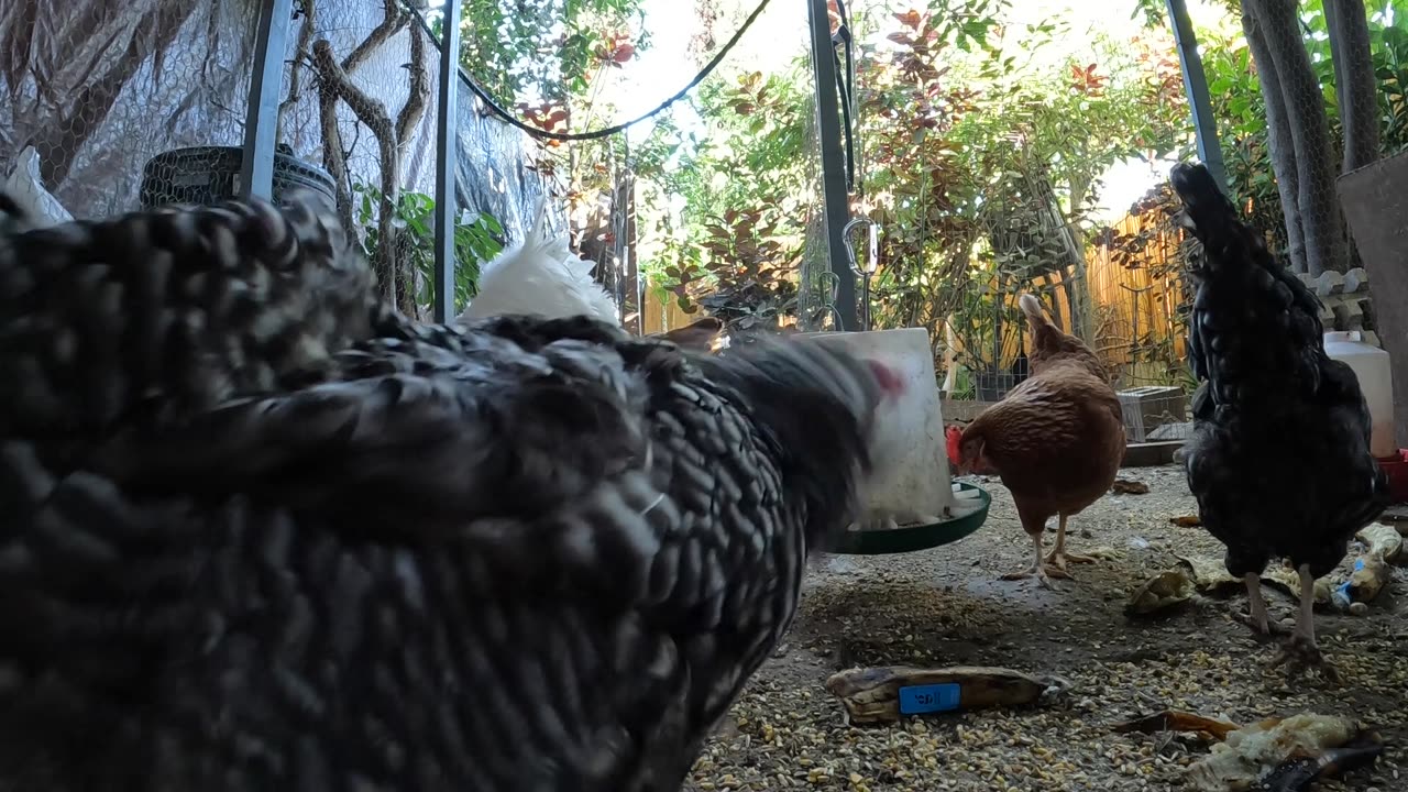 Backyard Chickens Fun Relaxing Chicken Video Sounds Noises!