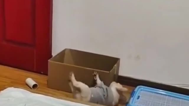 #dog #funny #pet #fyp