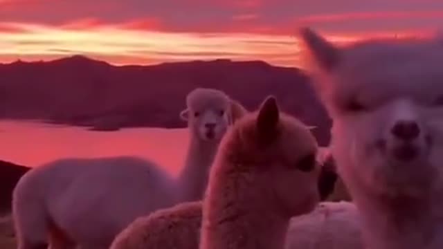 Alpaca short video 08