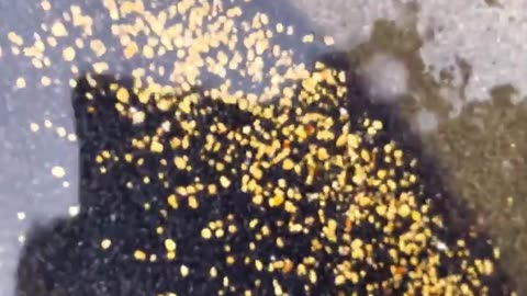 Technique to mine gold in the river