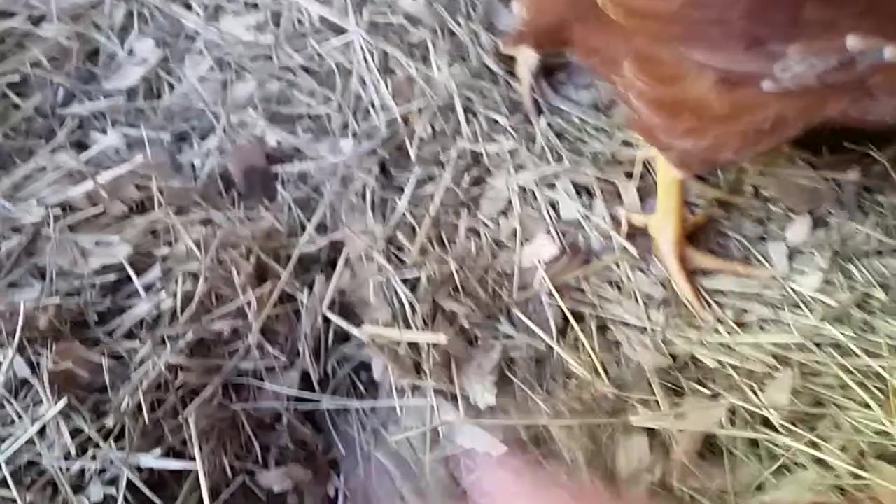 Peeper Keeper Life 3-30-23