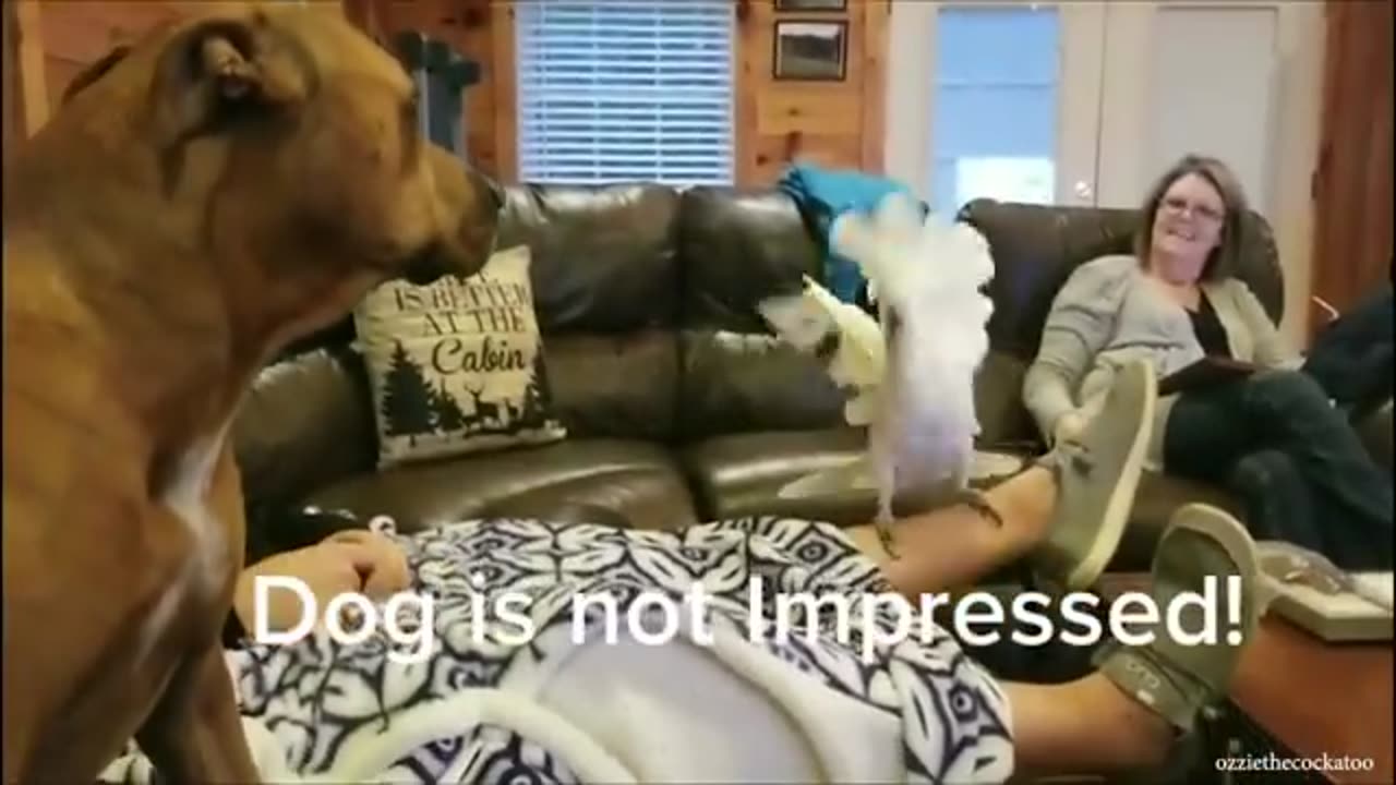 Dog funny video