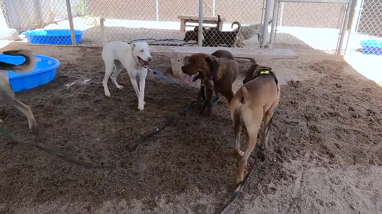 Dogs playing: Episode 30