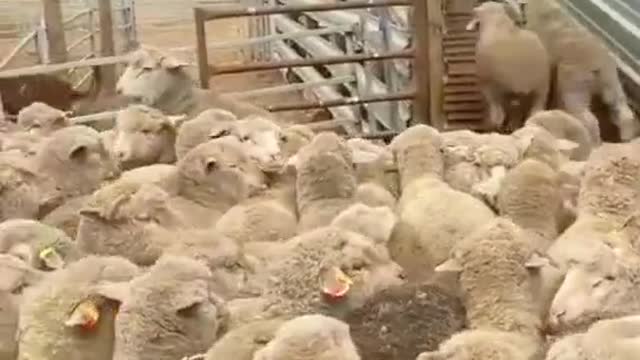 Drive the sheep