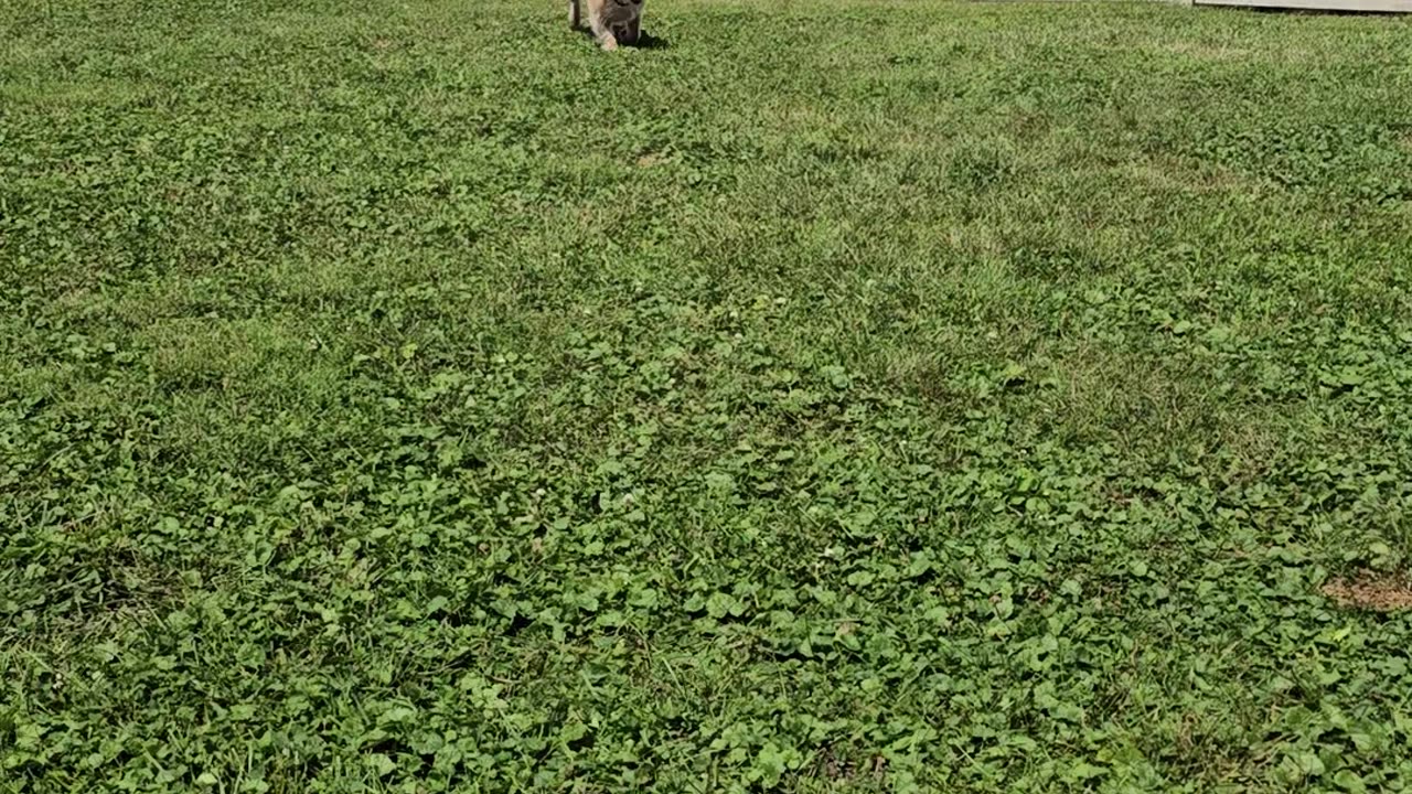 BERKELEY IN THE BACKYARD 08/25/24