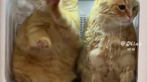 Cat🐈😺 video 2023