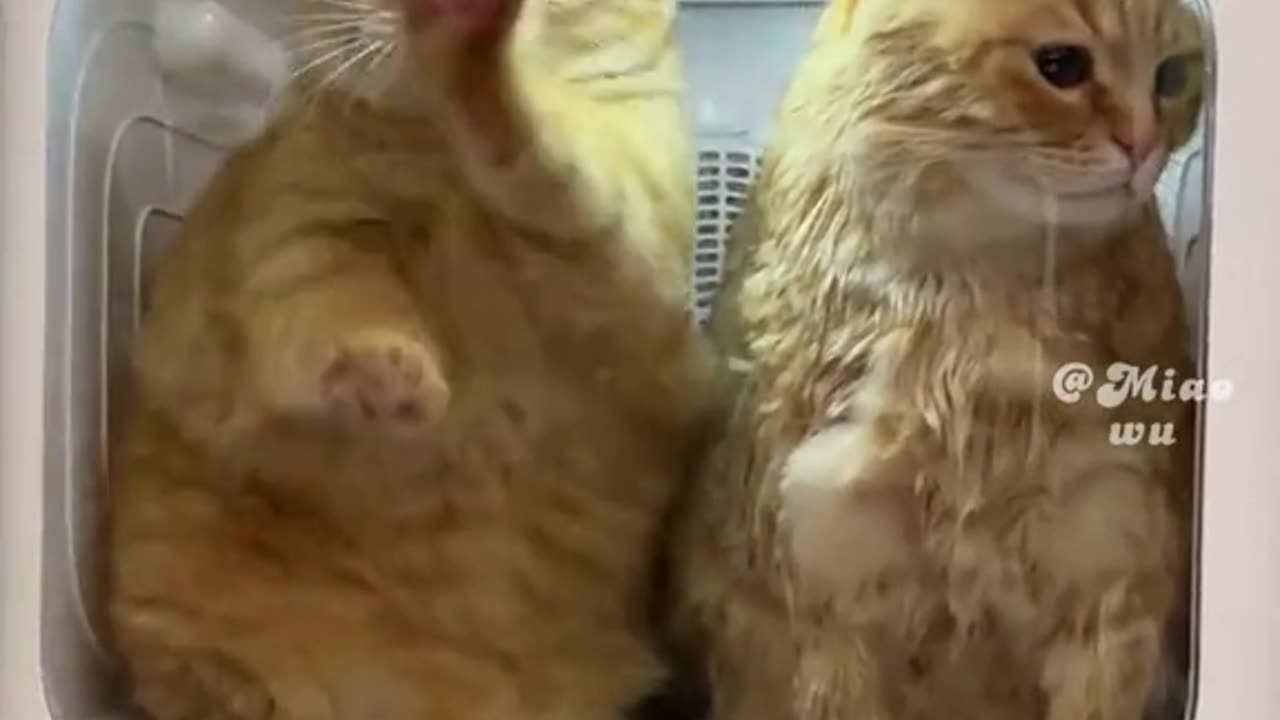 Cat๐๐บ video 2023
